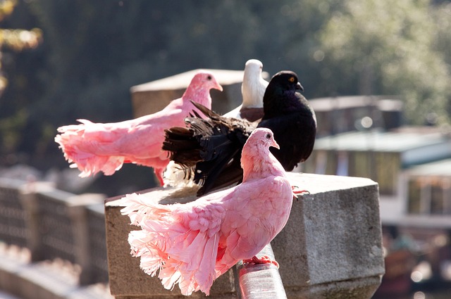 NBA球星哈登受伤，快船遭遇挑战.